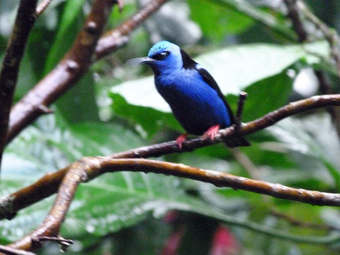 COSTA RICA, <br>«BIENVENIDOS AL PAÍS DEL PURA VIDA!»…